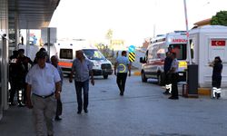 Arı Sokması Ölümcül Olabilir