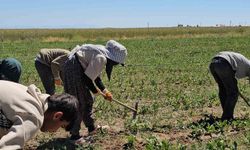 Adilcevaz'da Kavurucu Sıcakta Ekmek Mesaisi