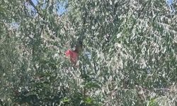 Ağaçta Mahsur Kalan Otizmli Çocuğu İtfaiye Kurtardı