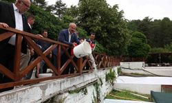 Ayazma Deresi'ne 50 Bin Alabalık Yavrusu Bırakıldı