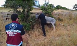 Bingöl'de Başıboş Hayvanlara Sıkı Denetim