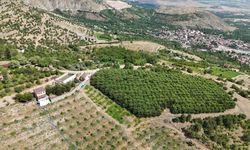 Erzincan'da Yüksek Rakımda Kiraz Hasadı