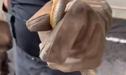 Feribottan İnen Araçta Yılan Paniği