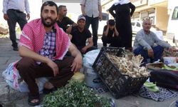 Gercüş'te Semizotu İlgi Görüyor