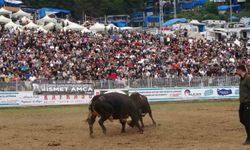 Kafkasör'de Boğalar Şampiyonluk İçin Arenaya Çıktı
