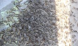 Karadeniz'de Zararlı Alarmı