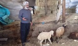 Kurtlar 45 hayvanı Yok etti