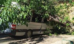 Park Halindeki Minibüsün Üzerine Ceviz Ağacı Devrildi