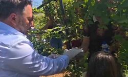 Siirt'te Böğürtlen Hasadıyla Anlamlı Buluşma