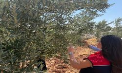 Şırnak'ta Zeytin Bahçelerinde Hasar Tespiti Başladı