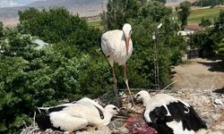 Yaralı Leylek Ve Yavruları Zamanında Kurtarıldı