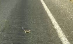 Yolu Geçen Bukalemun Gülümsetti