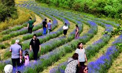 Erzincan'ın Lavanta Bahçesi İlgi Görüyor