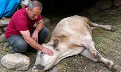 Bitlis'te Bir Ailenin Umudu Kayalıklarda Son Buldu