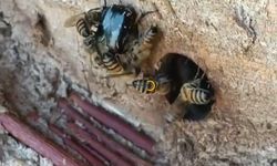 Bitlis'te Arıların Kovan Savunması Kamerada