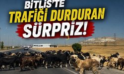 Bitlis’te Trafiği Durduran Sürpriz!