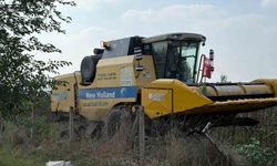 Düziçi’nde Yerli Ayçiçeği İçin Hasat Zamanı