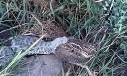 Engerek Yılanının Avı Kameraya Yansıdı