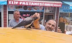İyileştirdiği Karga Kasap Dükkânının Müdavimi Oldu