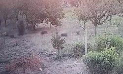 Malatya’da Domuz Sürüsü Kayısı Bahçesine Girdi