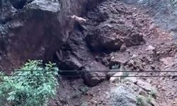 Tunceli'de Dağ Keçilerinin Zorlu Yolculuğu Görüntülendi