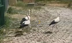 Bitlis’te Tedavi Edilen Leylekler Halkalanarak Yeniden Doğaya Bırakıldı