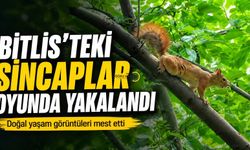 Bitlis’te Sincaplar Oyunda Yakalandı