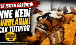 Bitlis’te Yürekleri Isıtan Anne Kedi Ve Yavruları