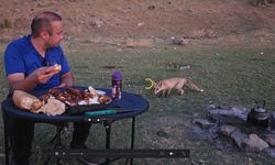 Bitlis’te piknik sofrasına davetsiz misafir