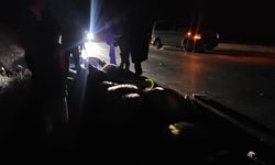 Bitlis’te 25 Koyun Telef Oldu