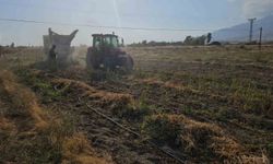 Adilcevaz’da Fasulye Hasadı Başladı
