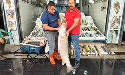 Botan Çayı’ndan Çıktı! 69 Kiloluk Dev Balık Şaşırttı