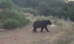 Çankırı’da Yiyecek Arayan Ayı Fotokapana Yakalandı