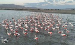 Flamingolar Erçek Gölü’ne Geç De Olsa Geldi