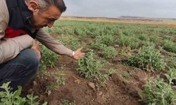 Patnos’ta Ada Çayı İçin İlk Hasat Heyecanı
