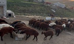 Patnos’ta Besiciler Sonbahar Satışına Hazırlanıyor