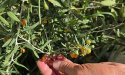 Tatvan’da Goji Berry Sürprizi