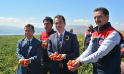 Bitlis Domates Üretiminde Bölge Lideri, Türkiye’de 7’nci