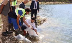Bitlis’te göl ve göletlere 1 milyon 397 bin 500 yavru sazan bırakıldı