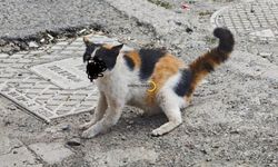 Bitliste Aracın Çarptığı Kedi İçin Seferber Oldular