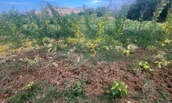 Bitliste Domuz Sürüsü Fasulye Tarlasına Girdi
