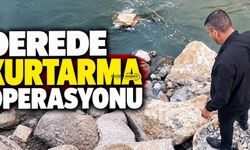 Bitlis’te Dereye Düşen Güvercini Duyarlı Vatandaş Kurtardı