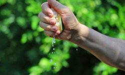 Adana’da Limon 5 Liraya, Mandalina 7 Liraya Düştü