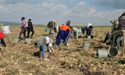 Adilcevaz’da Patates Hasadında Emek Mesaisi