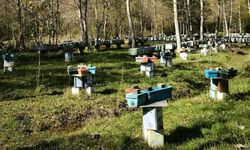 Bartın’da Arılı Kovan Desteği İçin Son Gün 30 Ekim