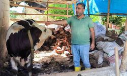 Hatay’da Büyükbaş Hayvanlara Şap Aşısı