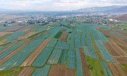 Muş Ovası’nda Lahana Hasadı Başladı: 165 Milyon Liralık Katkı Bekleniyor