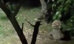 Sakarya’da Bahçeye Giren Ayı Elmaları Bir Güzel Yedi