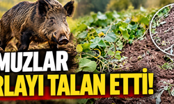 Bitlis’te Bahçeye Gece Baskını!