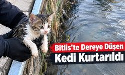 Bitlis’te Dereye Düşen Kedi İtfaiye Ekiplerince Kurtarıldı